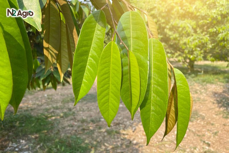 Sầu riêng 3 năm tuổi chăm sóc thế nào? Hướng dẫn chi tiết để cây khỏe mạnh sau rieng 3 nam tuoi cham soc nhu the nao (2) N2Agro