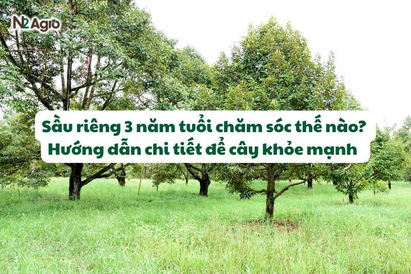 sau rieng 3 nam tuoi cham soc nhu the nao N2Agro