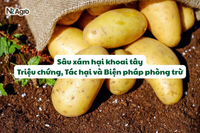 sau xam hai khoai tay