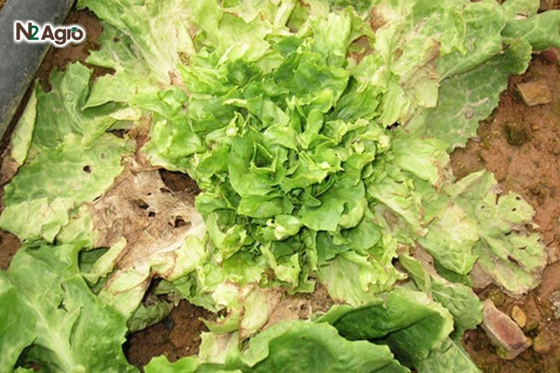 Sâu xanh hại xà lách: Đặc điểm và biện pháp phòng trừ hiệu quả Lá xà lách bị sâu non gặm, xuất hiện lỗ thủng lớn, loang lổ, lá non rách nát, cây mất sức