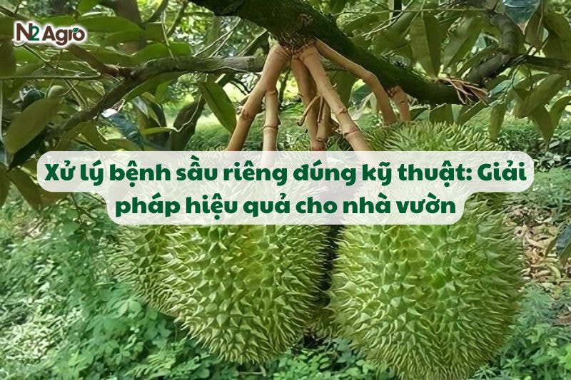 xu ly benh sau rieng dung ky thuat giai phap hieu qua cho nha vuon N2Agro