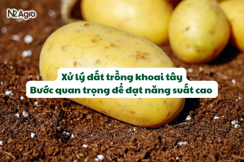 xu ly dat trong khoai tay