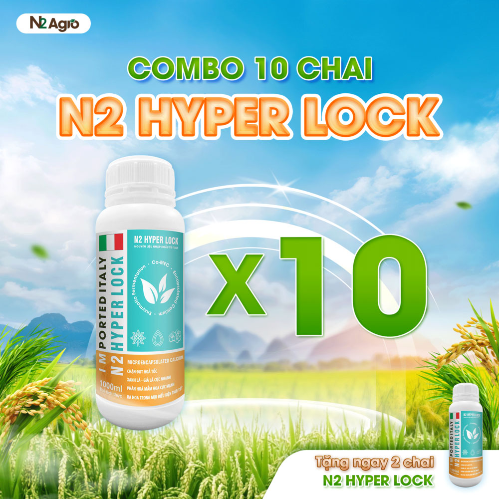 10 CHAI N2 HYPER LOCK
