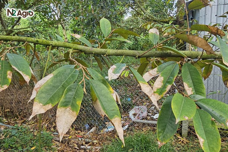 Bệnh cháy lá nhãn: Biện pháp phòng trừ hiệu quả cho vụ mùa Lá già có đốm nâu đen nhỏ ở giữa hoặc đầu lá, lan rộng thành mảng cháy lớn hiện nay.