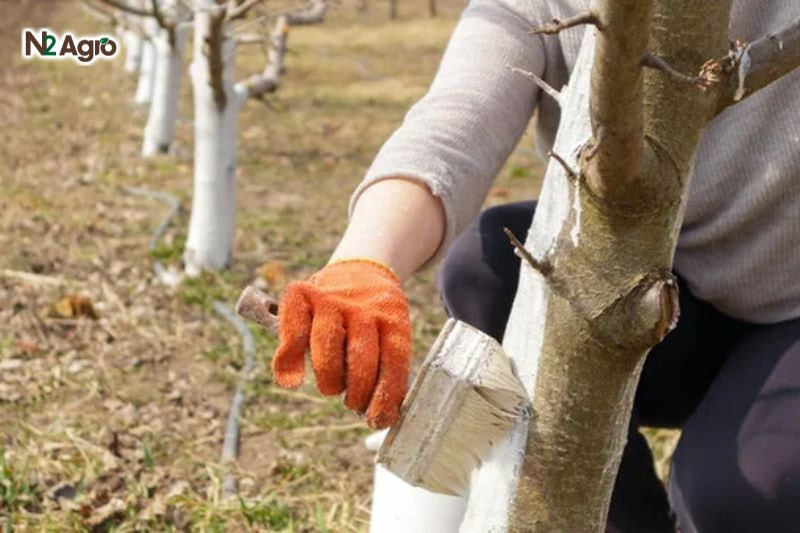 Bệnh cháy lá nhãn: Biện pháp phòng trừ hiệu quả cho vụ mùa Bôi vôi hoặc đồng sunfat (1%) lên vết cắt, rải vôi bột (0,5-1 kg/m²) quanh gốc hiệu quả hơn.