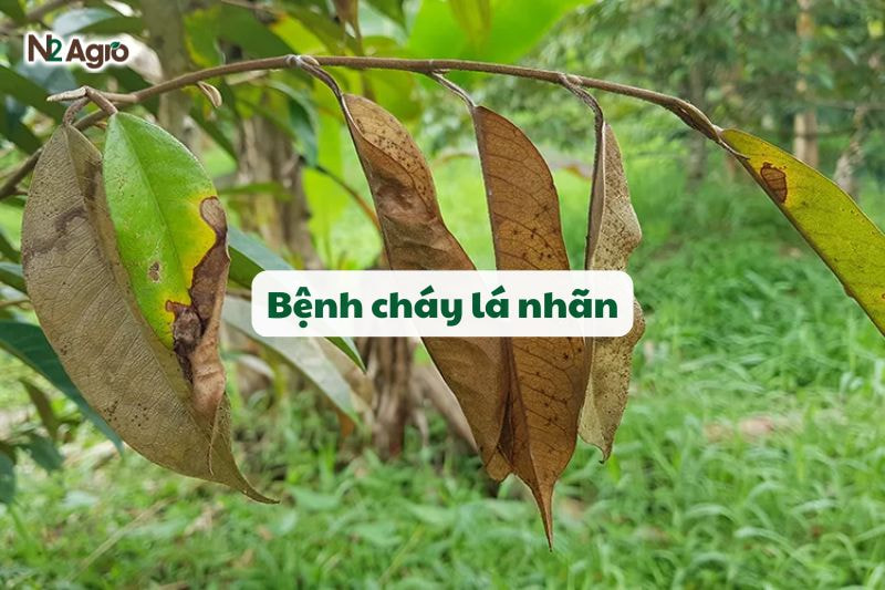benh chay la nhan