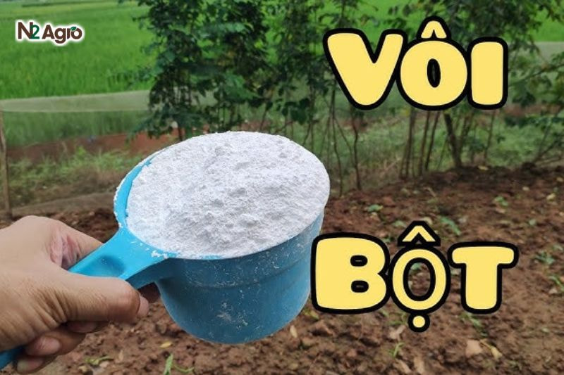 Bệnh chết cây con trên ớt: Biện pháp phòng trừ hiệu quả cho vụ mùa Rải vôi bột (0,5-1 kg/m²) quanh gốc cây khỏe, hạn chế nấm phát triển thêm hiệu quả hơn.