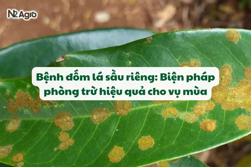 benh dom la sau rieng