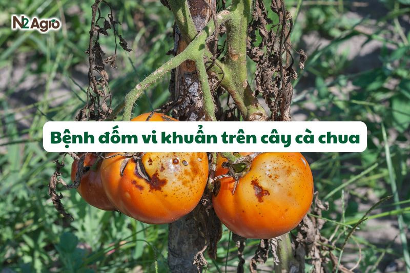benh dom vi khuan tren cay ca chua
