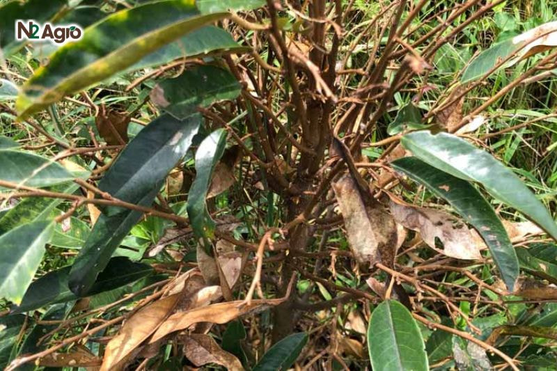 Bệnh khô ngọn sầu riêng: Biện pháp phòng trừ hiệu quả cho vụ mùa Cành bệnh kết dính như tổ kiến, cây trơ trụi, ngọn non ngừng phát triển hiệu quả hơn.