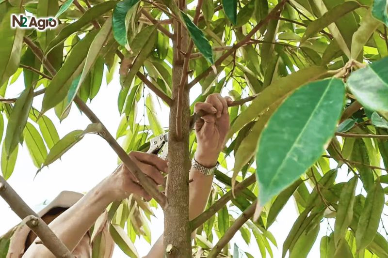 Bệnh khô ngọn sầu riêng: Biện pháp phòng trừ hiệu quả cho vụ mùa Tỉa cành già, rậm, giữ vườn thông thoáng, đảm bảo ánh sáng xuyên đều, giảm độ ẩm hiện nay.