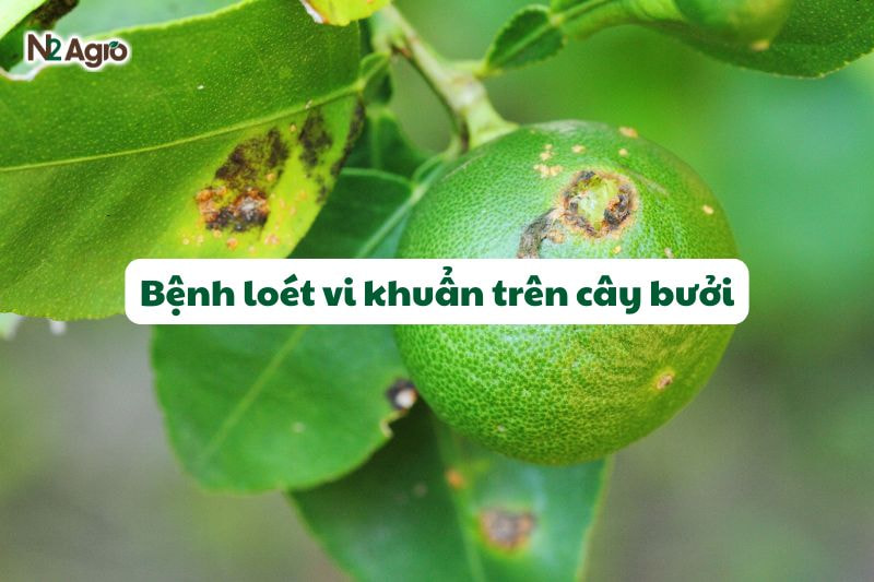 benh loet vi khuan tren cay buoi