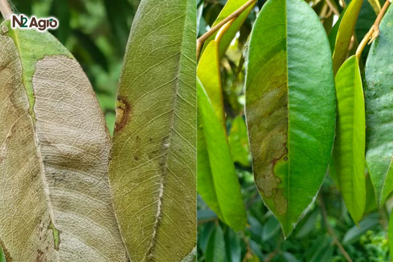Bệnh luộc lá sầu riêng benh luoc la sau rieng