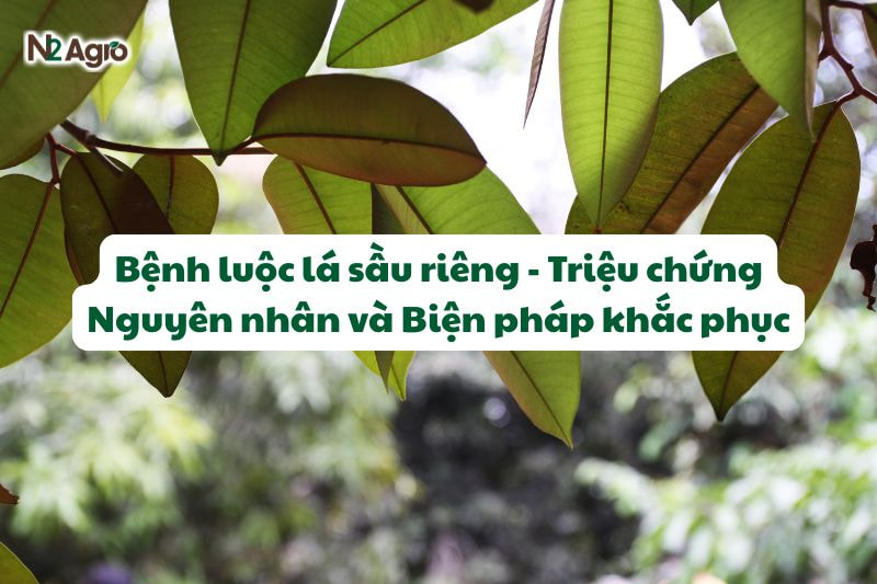 benh luoc la sau rieng