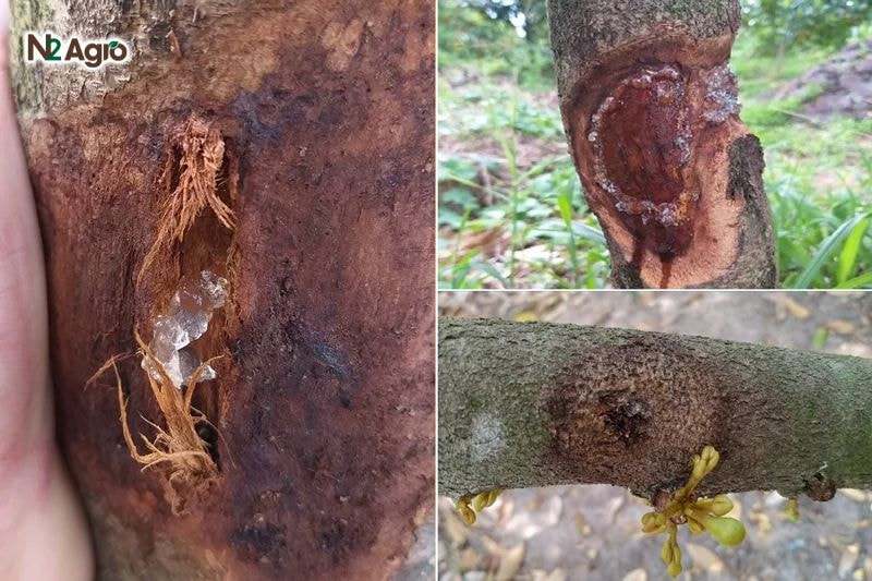 Bệnh nứt thân xì mủ sầu riêng: Biện pháp phòng trừ hiệu quả cho vụ mùa Thân cây nứt dọc, xì mủ màu nâu, có mùi hôi, rễ thối đen gần gốc hiện nay.
