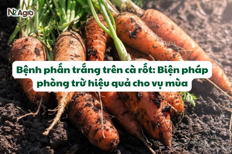 benh phan trang tren ca rot