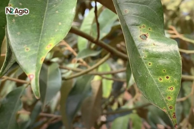Bệnh rỉ sắt trên sầu riêng: Biện pháp phòng trừ hiệu quả cho vụ mùa Lá non có đốm vàng sáng li ti, sau chuyển nâu nhạt, viền sáng, xuất hiện cả hai mặt hiện nay.