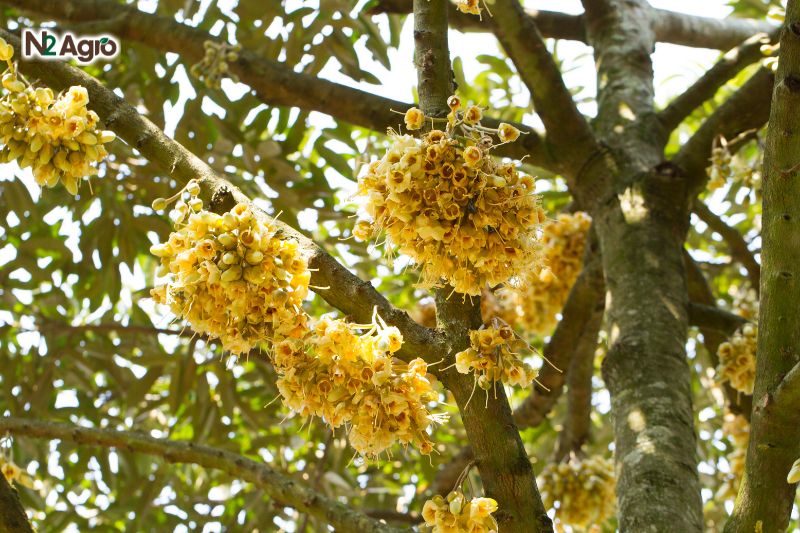 Bón phân lân gốc sầu riêng để xử lý ra hoa benh thoi hoa sau rieng