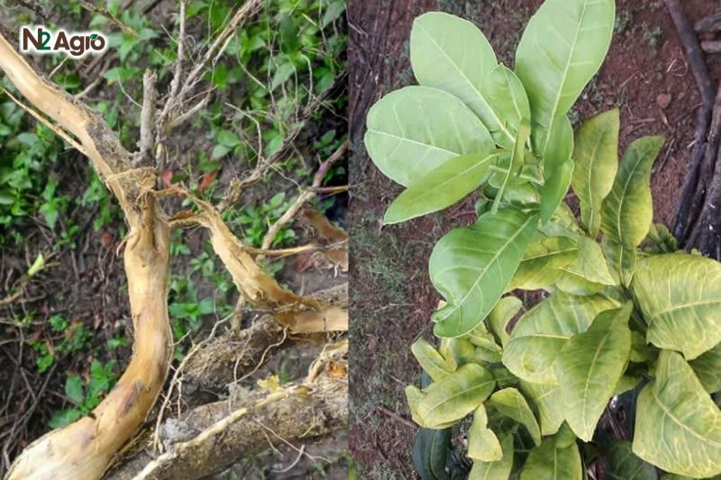 Bệnh vàng lá thối rễ trên cây bưởi benh vang la thoi re tren cay buoi