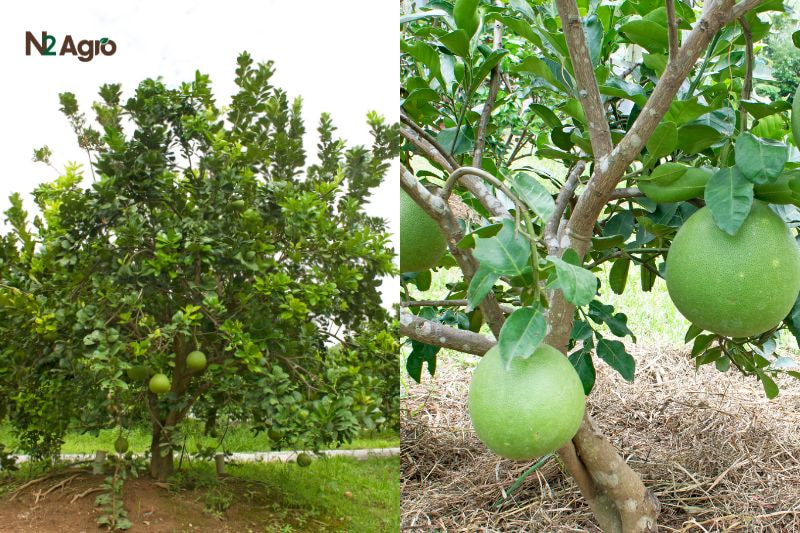 Bệnh vàng lá thối rễ trên cây bưởi benh vang la thoi re tren cay buoi