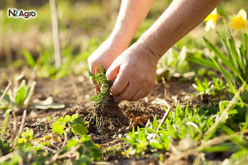 Bệnh xoăn lá bí đao: Biện pháp phòng trừ hiệu quả cho vụ mùa Dọn sạch cỏ dại, tàn dư cây, tiêu hủy cây bệnh, cày xới đất trước khi trồng hiện nay.