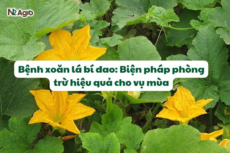 benh xoan la bi dao