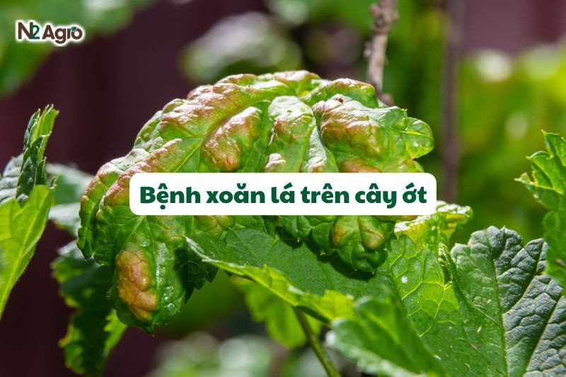 benh xoan la tren ot