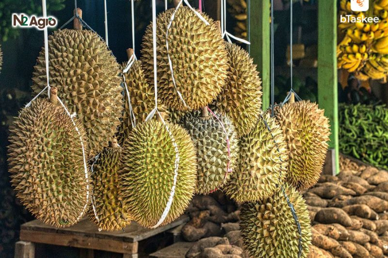 Chọn sầu riêng thơm ngon, không sượng: Bí quyết để có trái chín đều, vị ngọt, cơm vàng Trái sầu riêng chín thường có vỏ màu vàng nâu đồng đều, gai nở to, không còn sắc xanh.