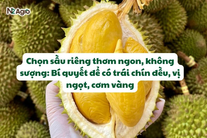 bi quyet chon sau rieng ngon