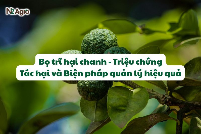 bo tri hai chanh