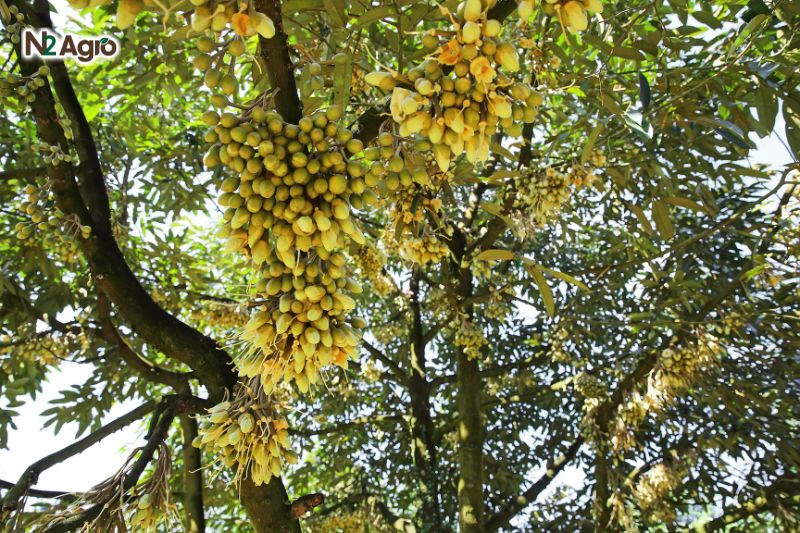 Bón phân lân gốc sầu riêng để xử lý ra hoa bon phan lan goc sau rieng de xu ly ra hoa