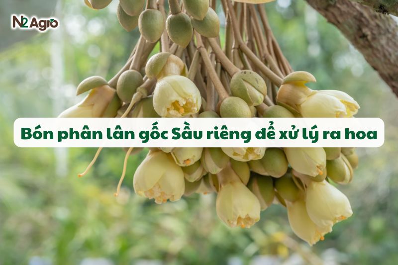 bon phan lan goc sau rieng de xu ly ra hoa 1