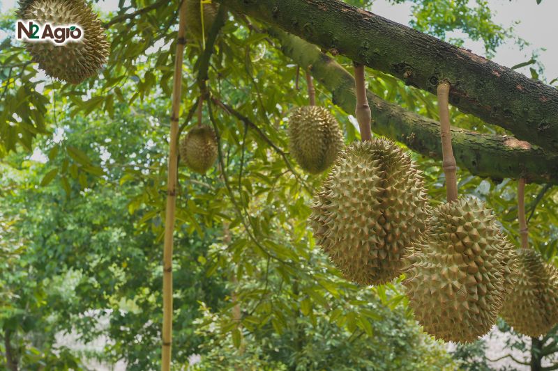 Bón phân lân gốc sầu riêng để xử lý ra hoa bon phan lan goc sau rieng de xu ly ra hoa