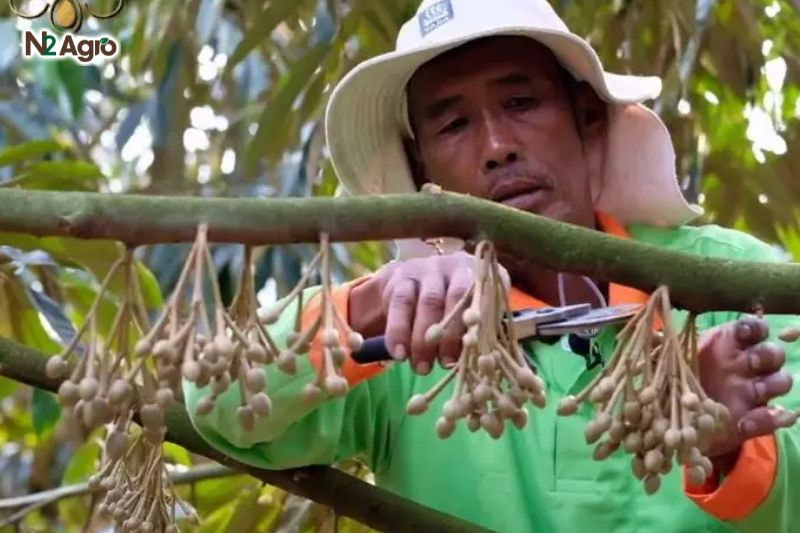 Cách xử lý ra hoa sầu riêng và biện pháp giữ trái hiệu quả Tỉa chùm hoa dày, giữ các chùm cách nhau, bỏ trái méo, sâu bệnh hiện nay.
