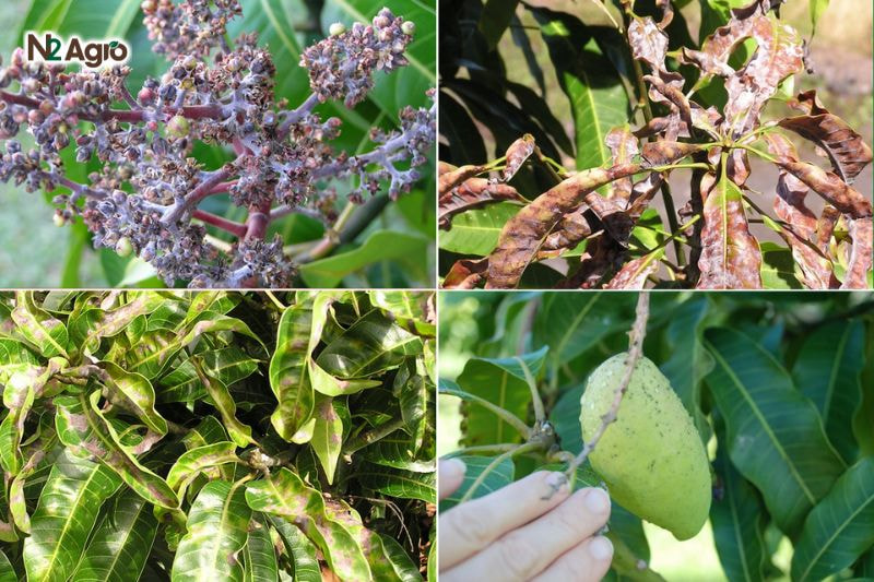 Câu cấu xanh hại xoài: Biện pháp phòng trừ hiệu quả cho vụ mùa Lá già bị gặm, chỉ còn gân, lá non, chồi non bị ăn sạch khi mật độ bọ cao hiện nay.