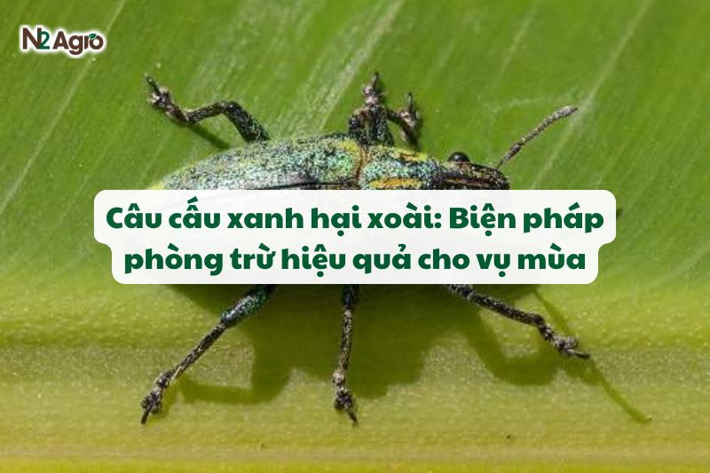 cau cau xanh hai xoai