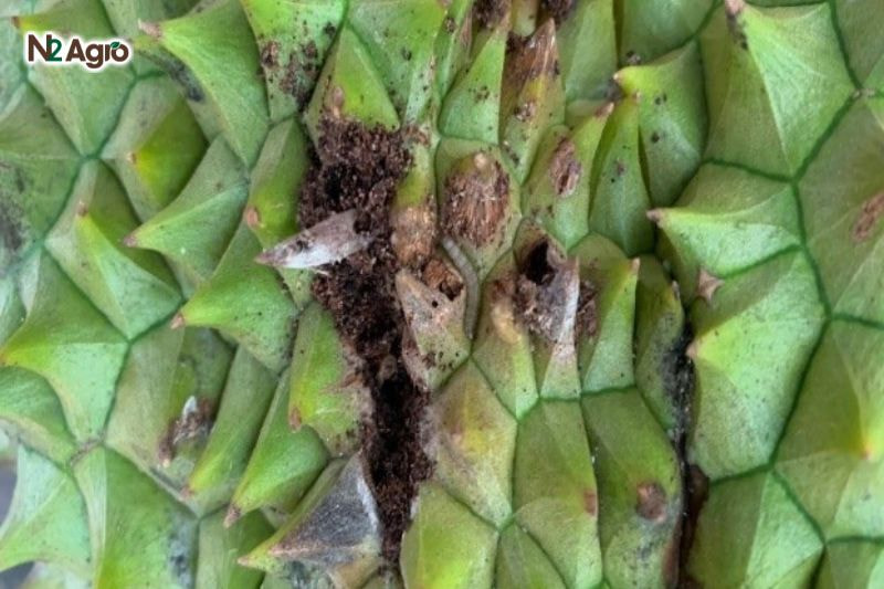 Diệt sâu hại sầu riêng đúng cách: Biện pháp phòng trừ hiệu quả cho vụ mùa Trái xuất hiện lỗ đục, mềm, nhũn, thối rữa, không thể thu hoạch, giảm năng suất hiện nay.