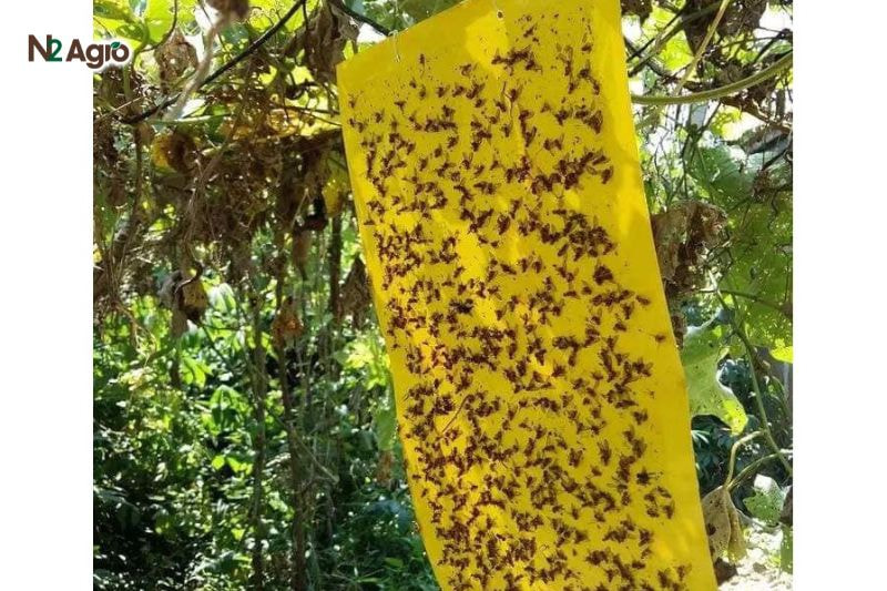 Diệt sâu hại sầu riêng đúng cách: Biện pháp phòng trừ hiệu quả cho vụ mùa Dùng bẫy dính vàng (3-5 bẫy/1000 m²) để diệt bọ trĩ, sâu trưởng thành hiệu quả hơn.