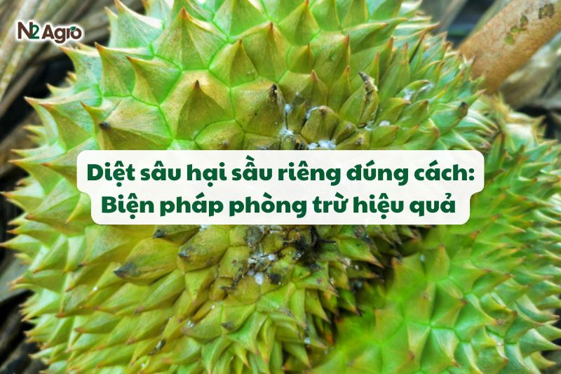 diet sau hai sau rieng dung cach