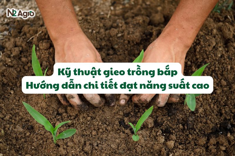 ky thuat gieo trong bap
