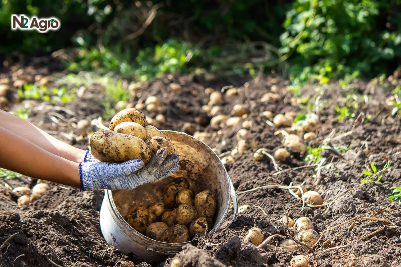 Hướng dẫn kỹ thuật gieo trồng khoai tây ky thuat gieo trong khoai tay
