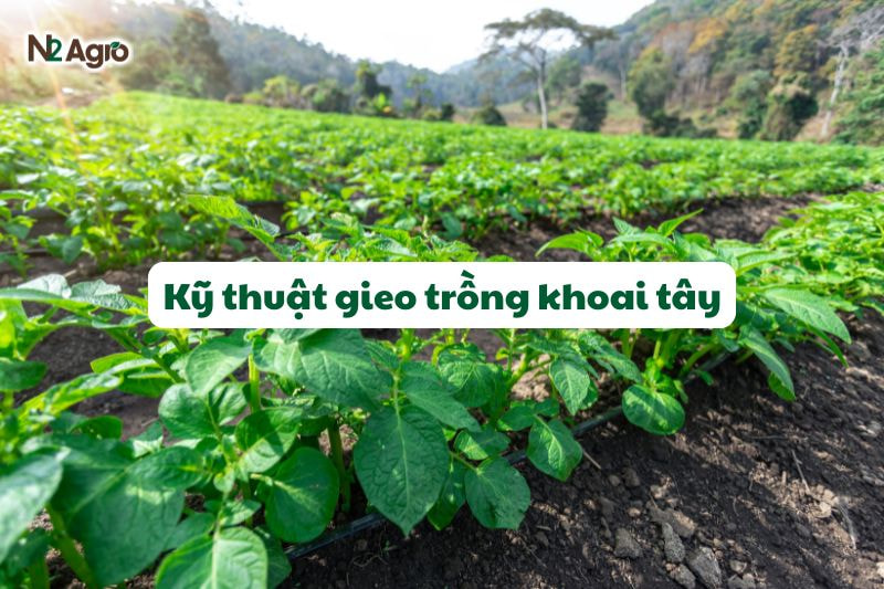 ky thuat gieo trong khoai tay