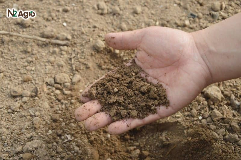 Chọn đất cát pha, sét nhẹ, thoát nước tốt, giữ ẩm nhưng không ngập úng hiện nay.
