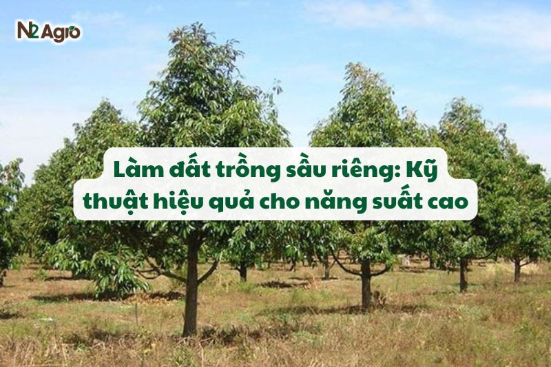ky thuat lam dat trong sau rieng