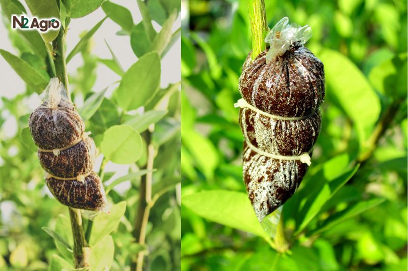 Kỹ thuật nhân giống cam – Hướng dẫn chi tiết ky thuat nhan giong cam huong dan chi tiet (3) N2Agro