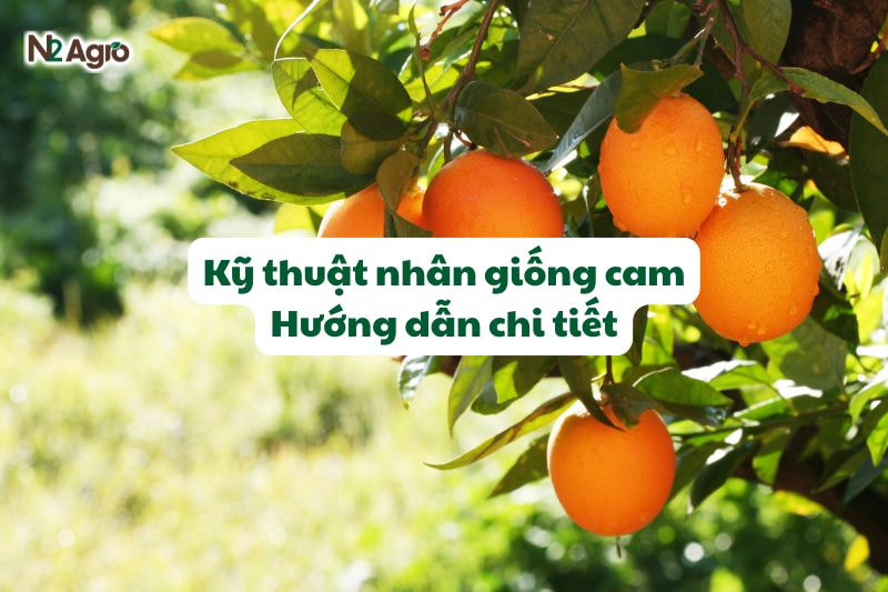 ky thuat nhan giong cam huong dan chi tiet N2Agro
