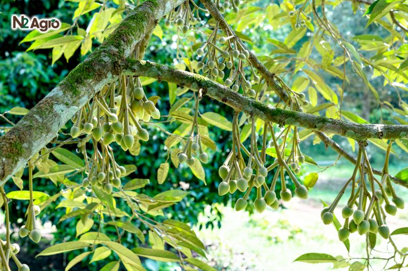 Kỹ thuật tưới nước cho sầu riêng ky thuat tuoi nuoc cho sau rieng