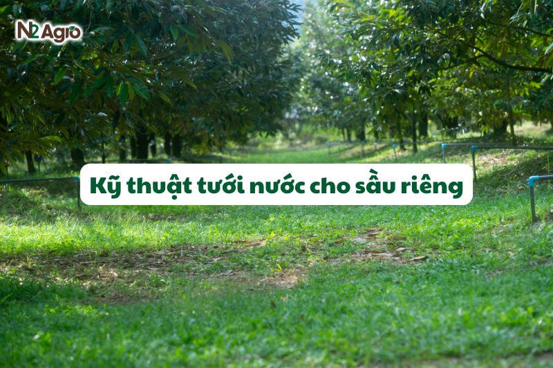 ky thuat tuoi nuoc cho sau rieng