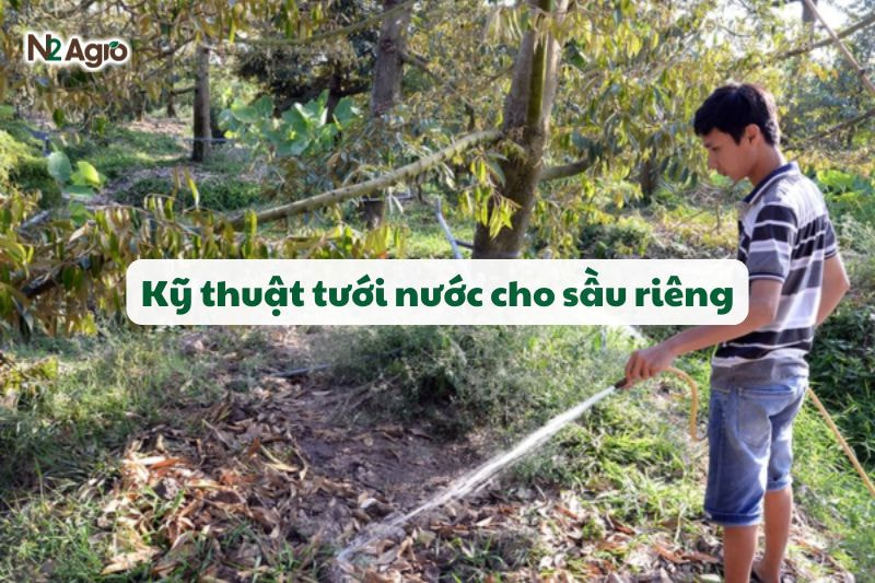 ky thuat tuoi nuoc cho sau rieng