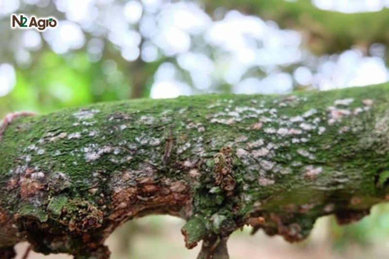 Nấm hồng sầu riêng: Biện pháp phòng ngừa hiệu quả cho vụ mùa Thân, cành xuất hiện tơ trắng, sau chuyển hồng, đỏ thẫm, tạo đốm tròn trên vỏ hiện nay.